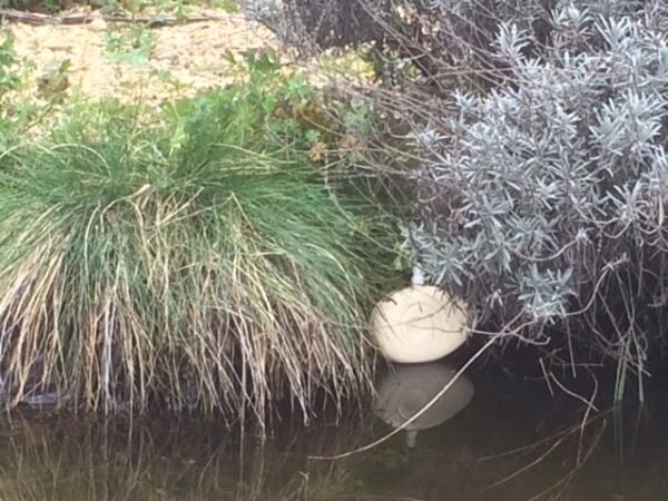 regulateur bassin
